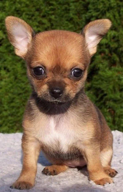 Chihuahua  cu pedigree 