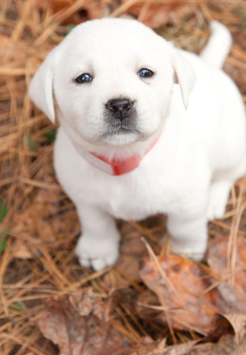 Labrador Retriever cu pedigree 