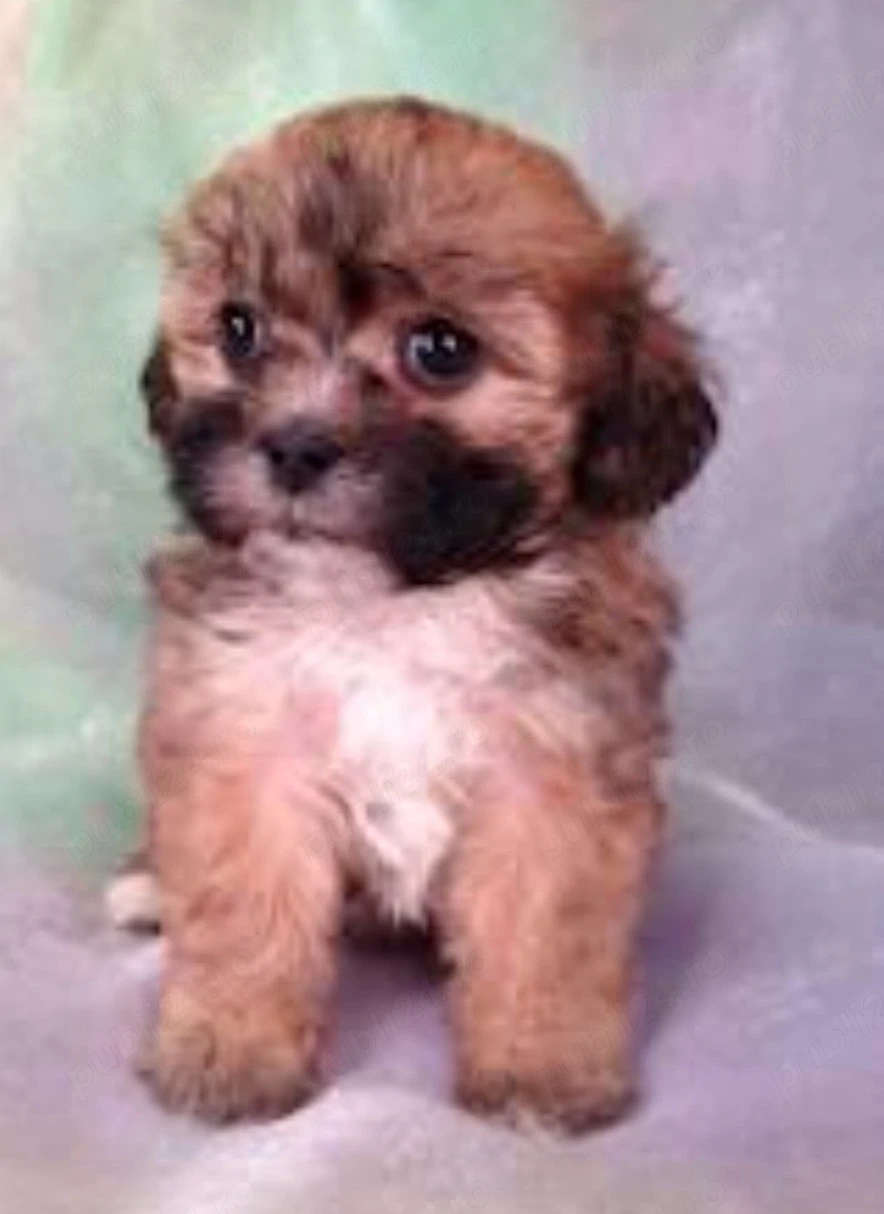 Bichon Havanez cu pedigree 