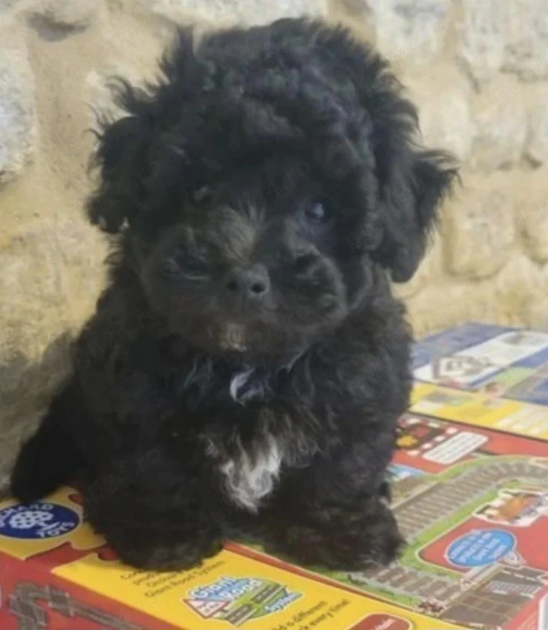 Bichon Havanez cu pedigree 