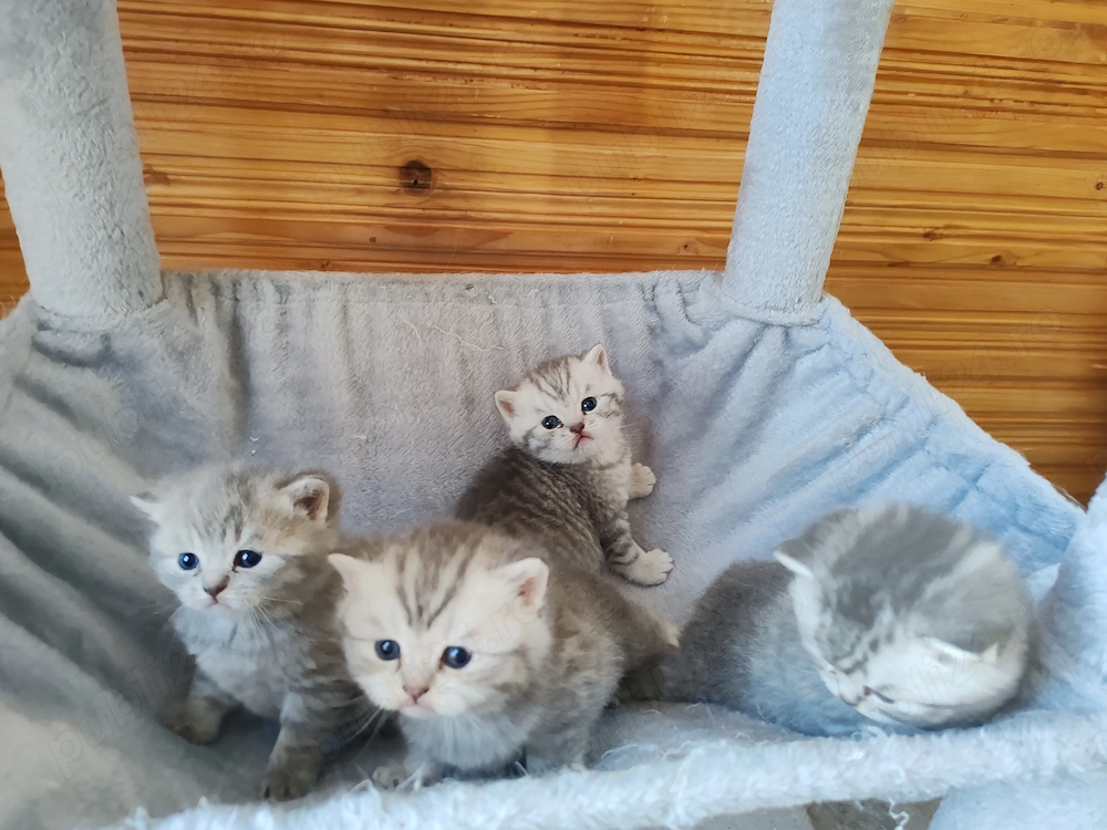 Vând British shorthair 