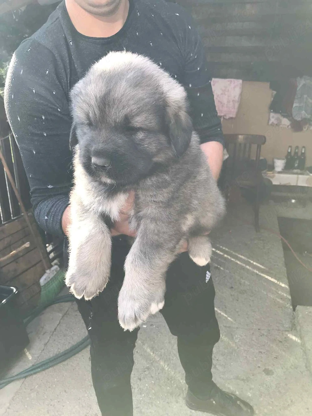 cățeii Ciobanesc caucazian 