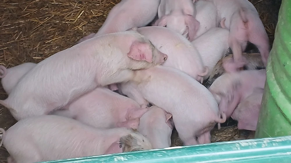 purcei 185 lei daca se iau toti