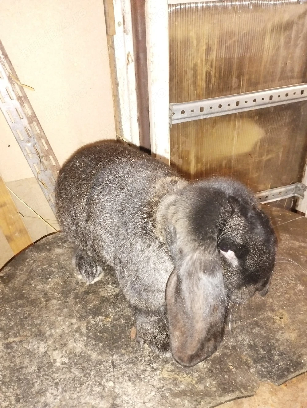 iepuri berbec german mascul