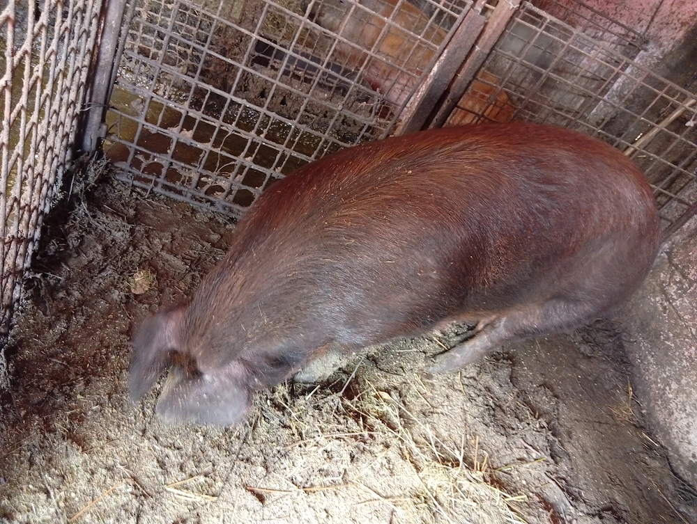Vând scroafa duroc