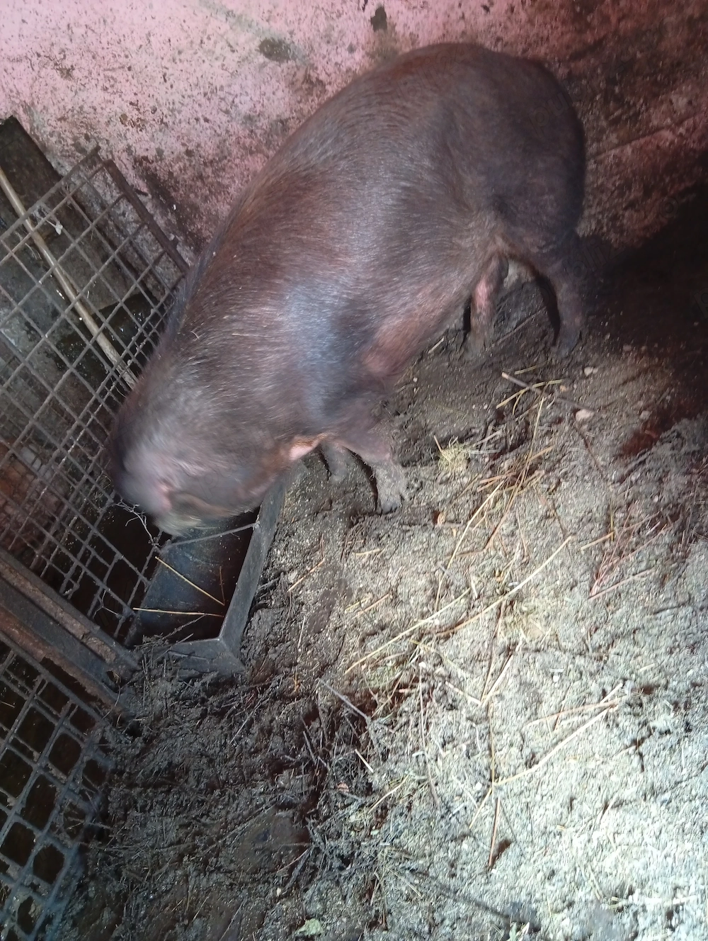 Vând scroafa duroc 