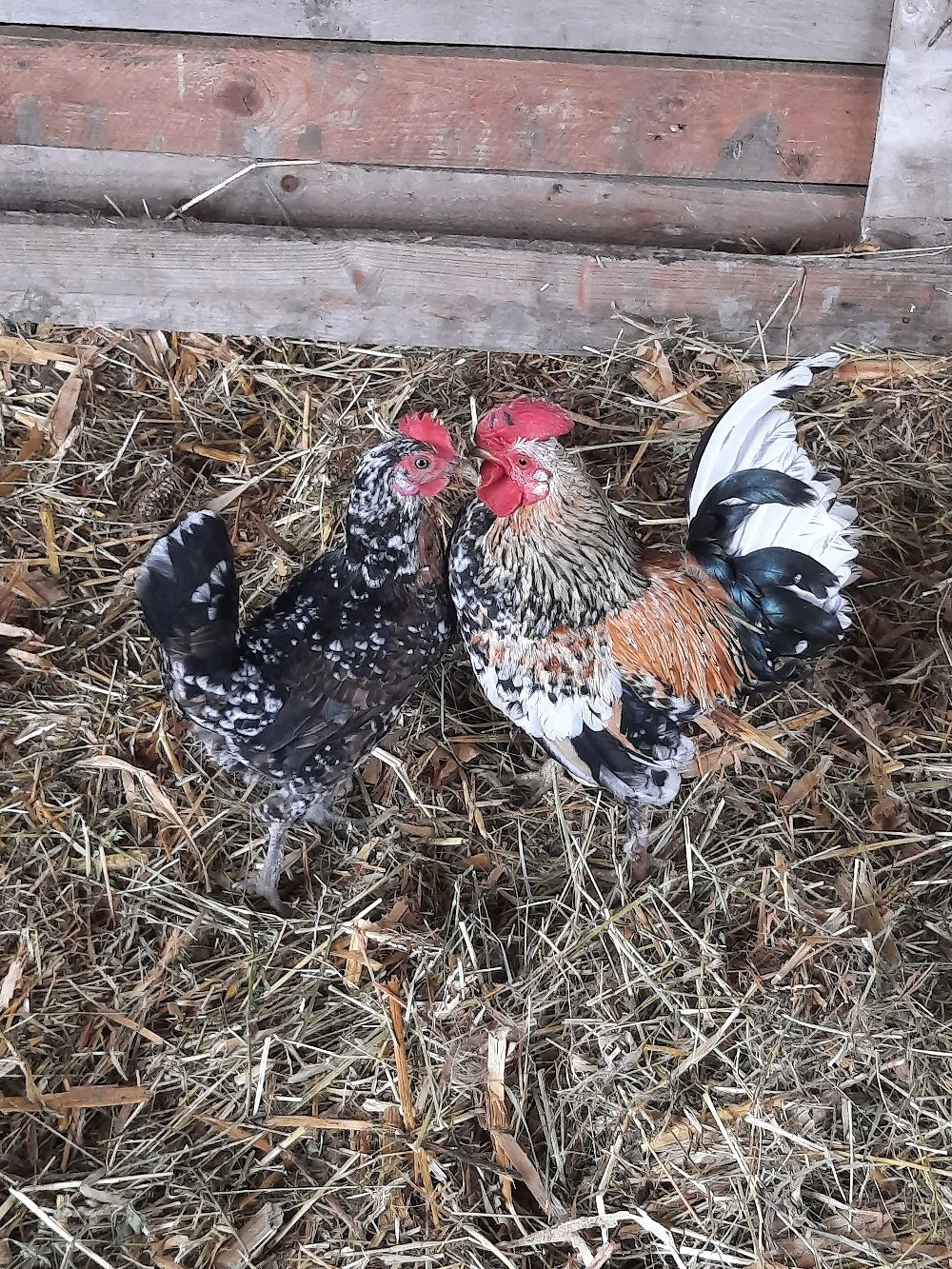 Găinușe Chabo Porțelan