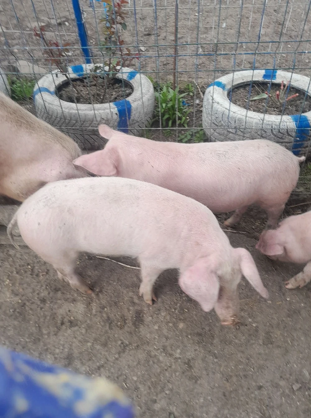 vand porci 