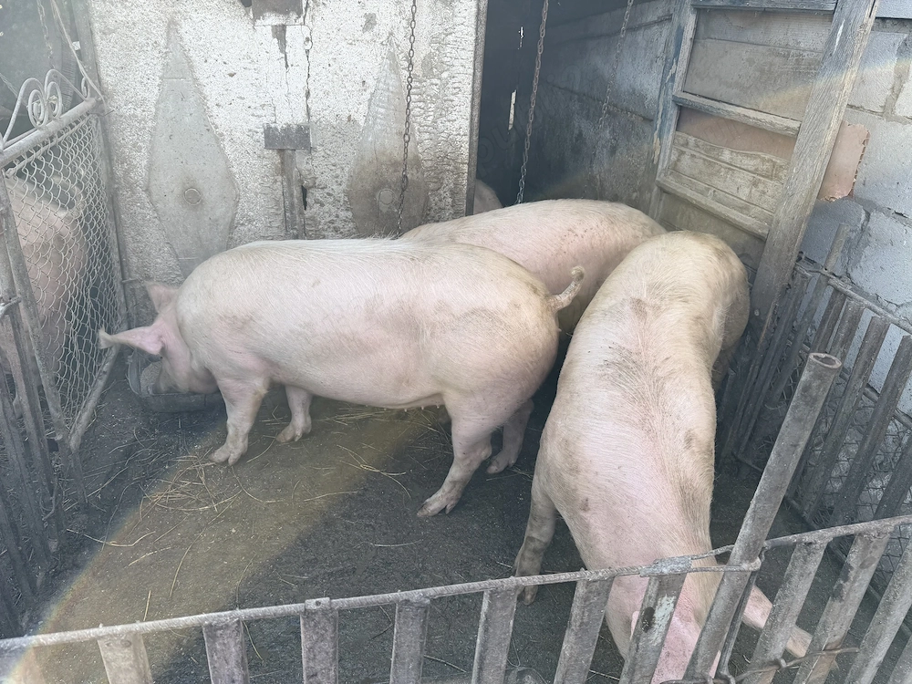 Porci Marele Alb
