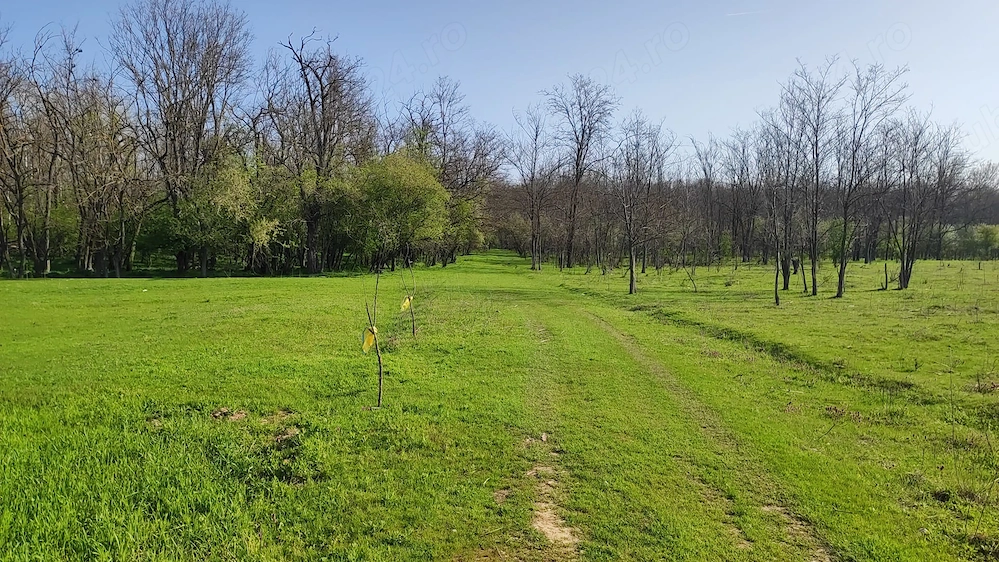  Teren de vanzare in zona de padure Cornetu 