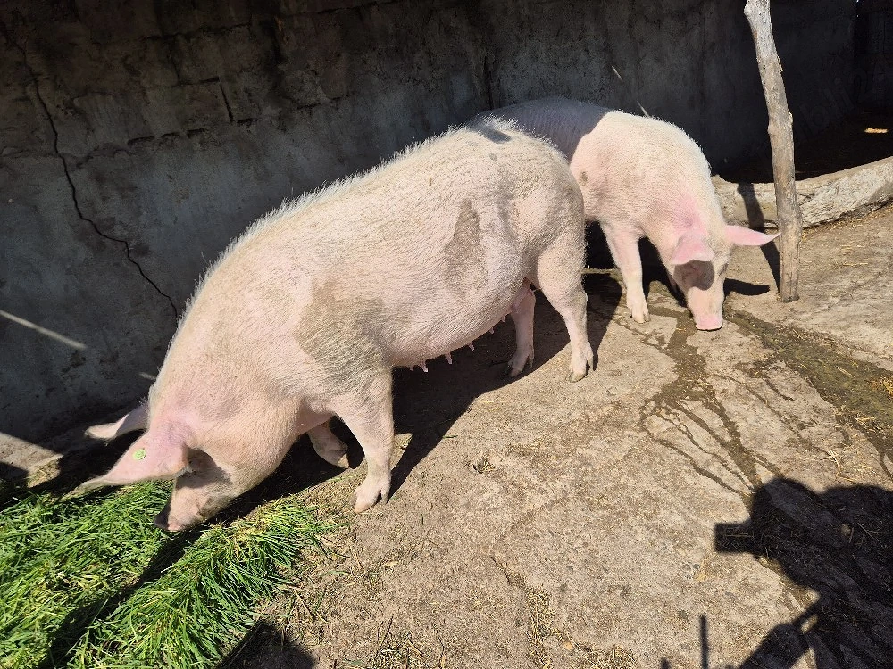 vand scroafe de taiat sau reproducție 