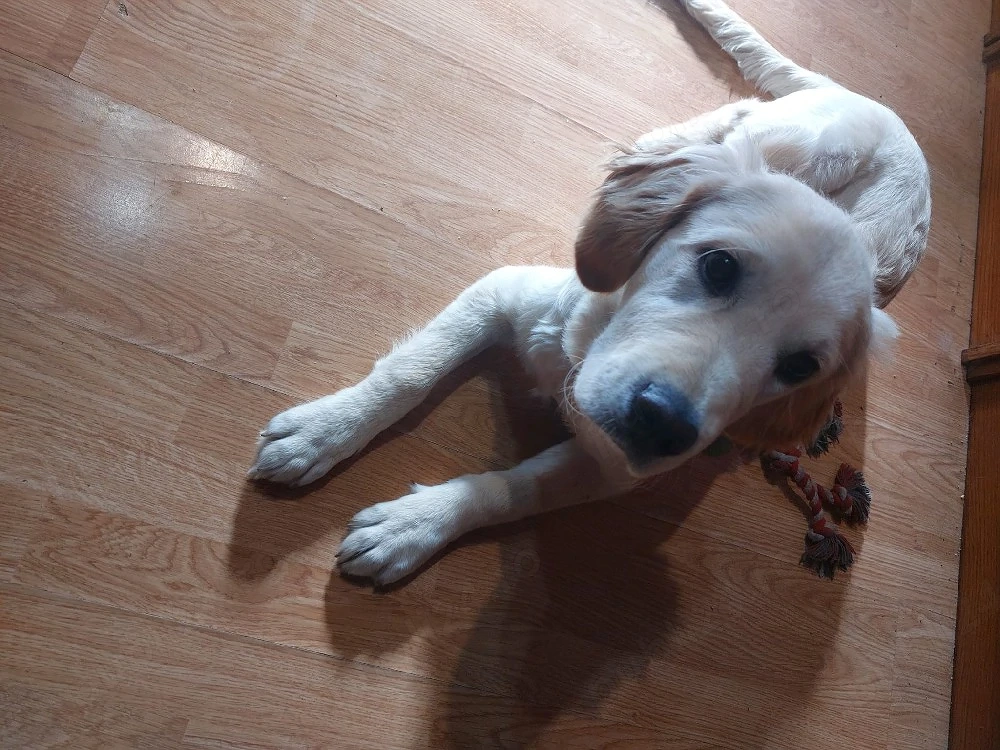 Donez Golden retriever 