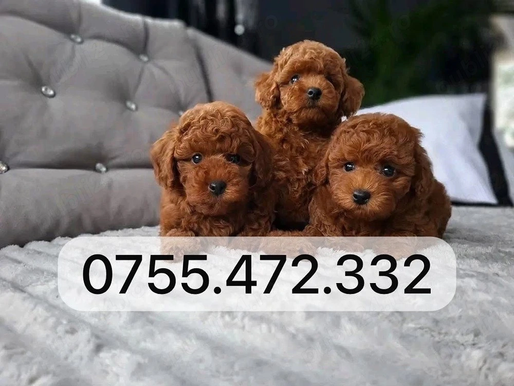 Vand puiuti Pudel Toy  Mini, atat fetite cat si baietei roscati red! Transport