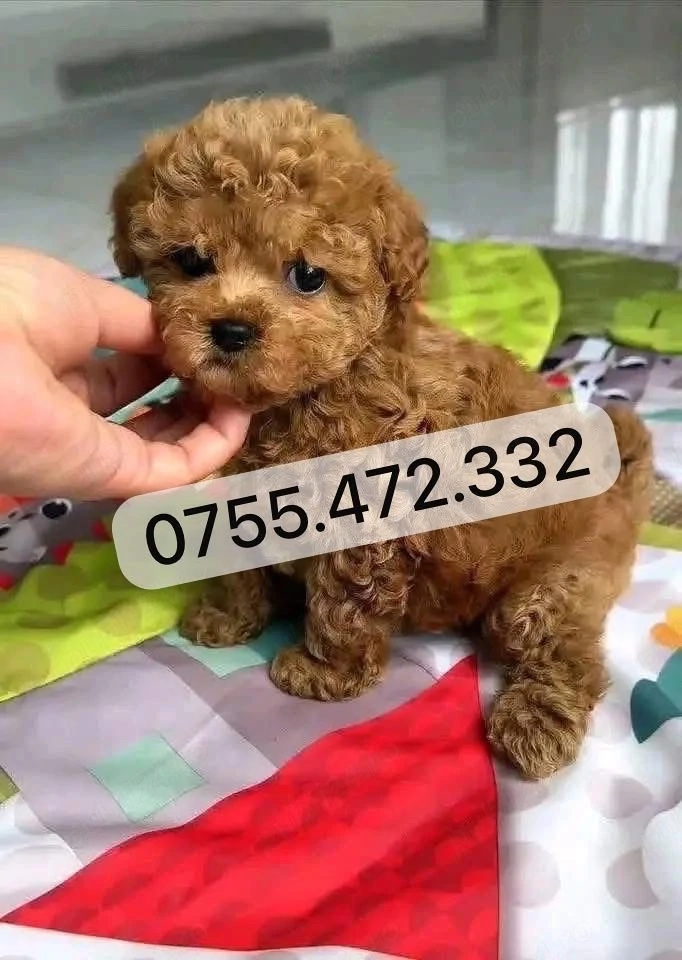 Pui Pudel Toy Mini SUPERBI de vanzare   8 săpt. Livrare!
