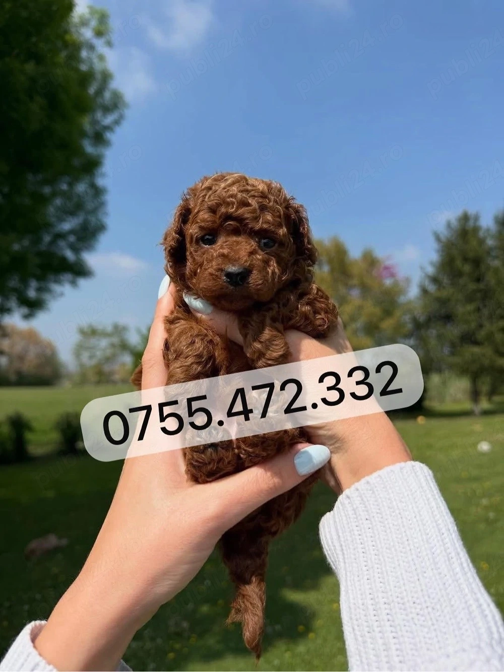 Pudel Toy & Mini deosebiți   disponibili acum, calitate premium!