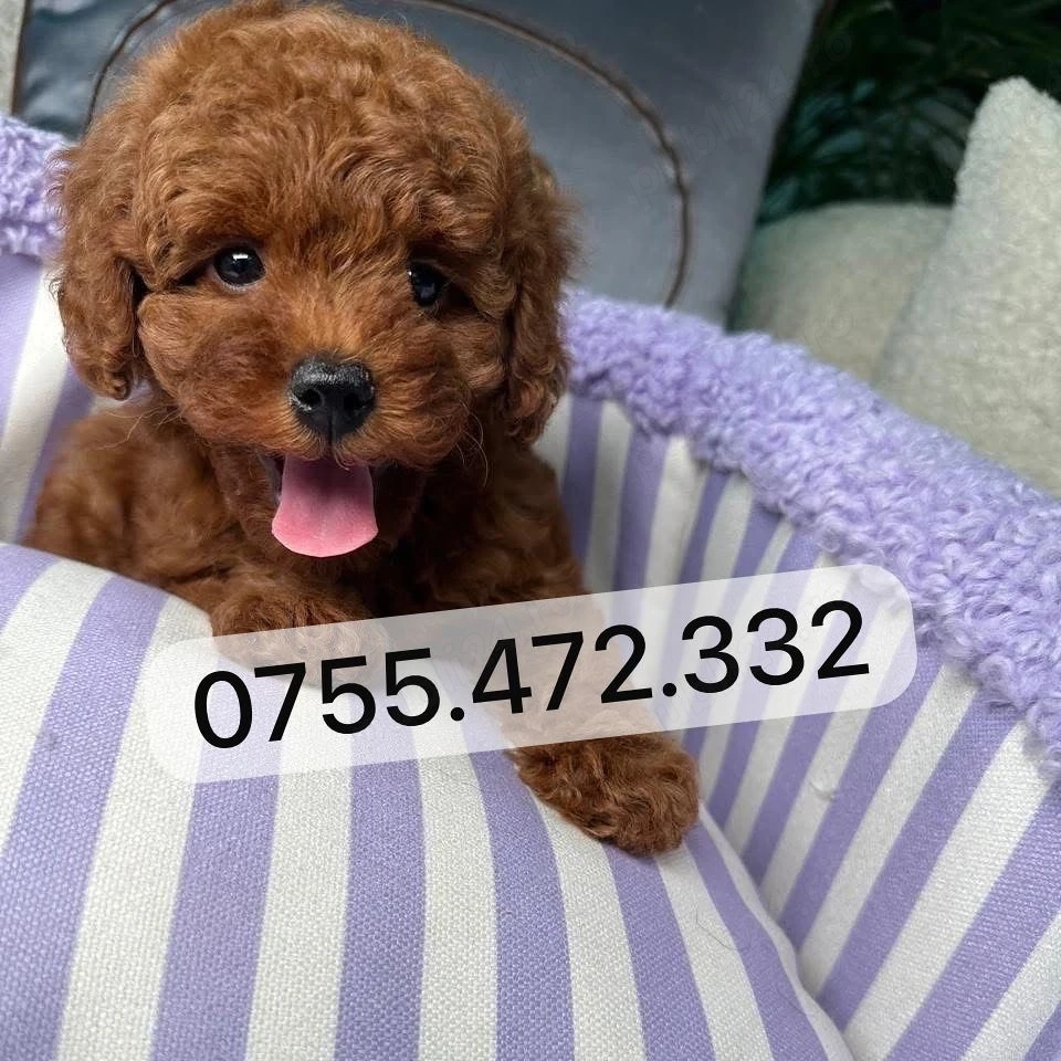 Pui Pudel Toy - Mini   de vanzare! disponibili acum, superbi, gata de plecare!