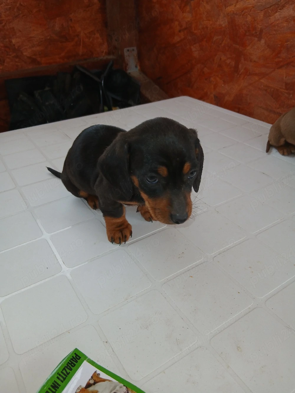 Fetite teckel vaccinate