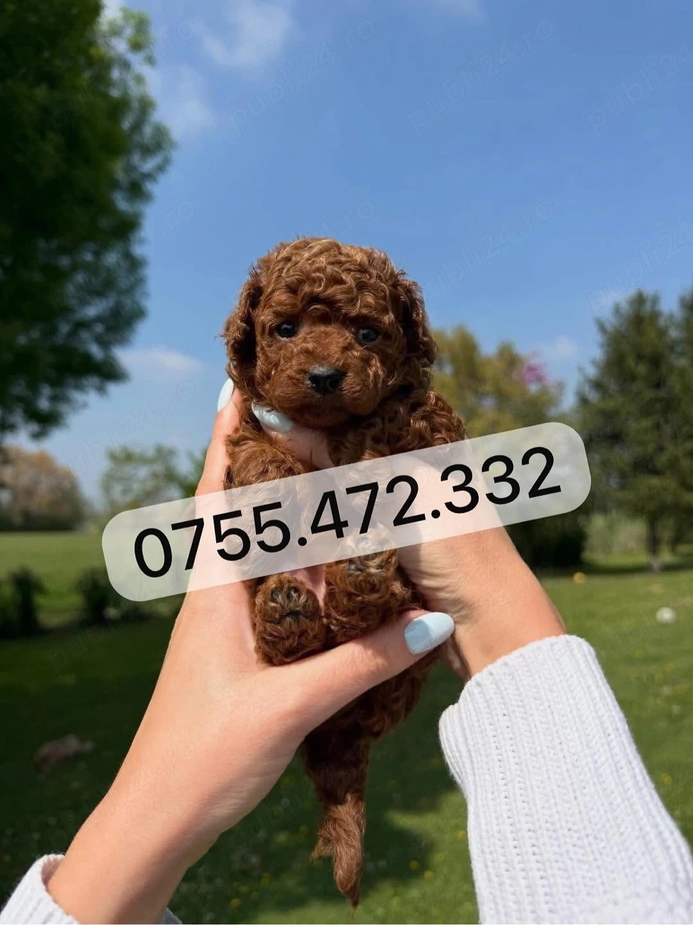 Pui Pudel Toy - Mini roscati red de calitate de vanzare  selecție deosebită, disponibili acum