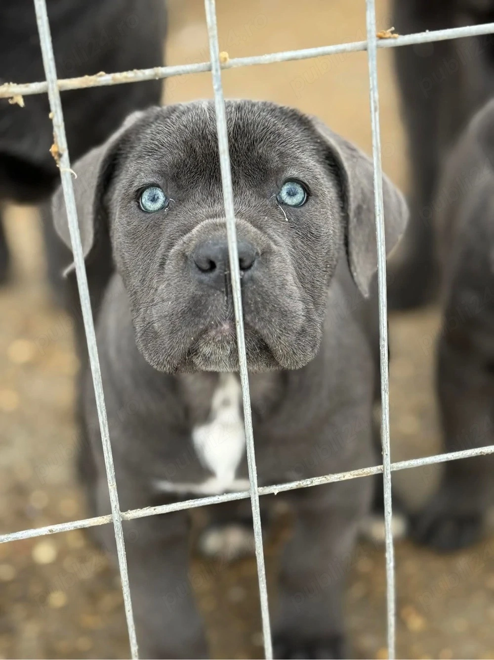 Cane corso blue 