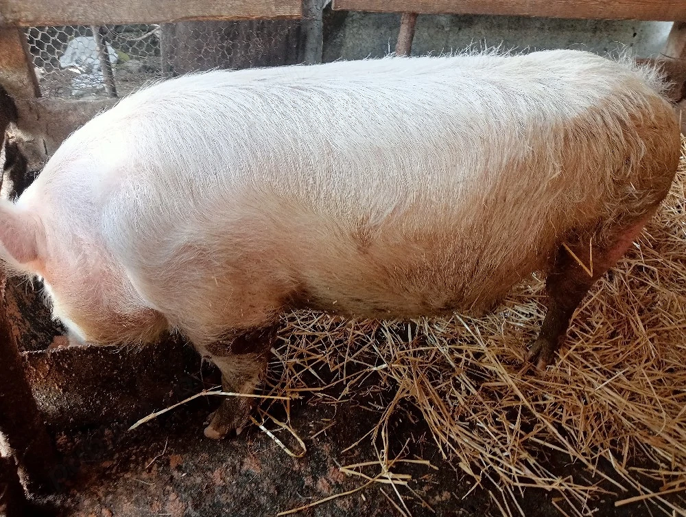 vand porc marele alb 120-140 kg