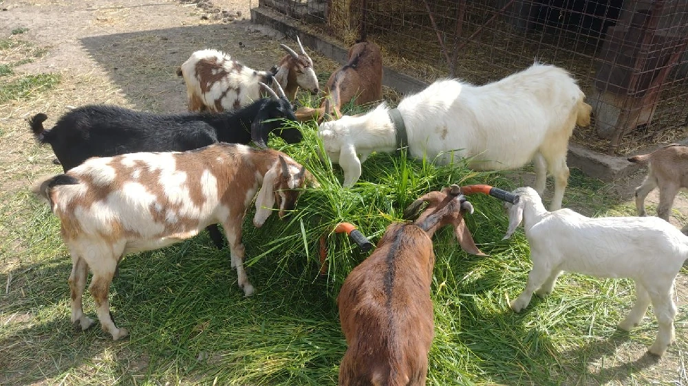 Vand capre Anglo-Nubiene 