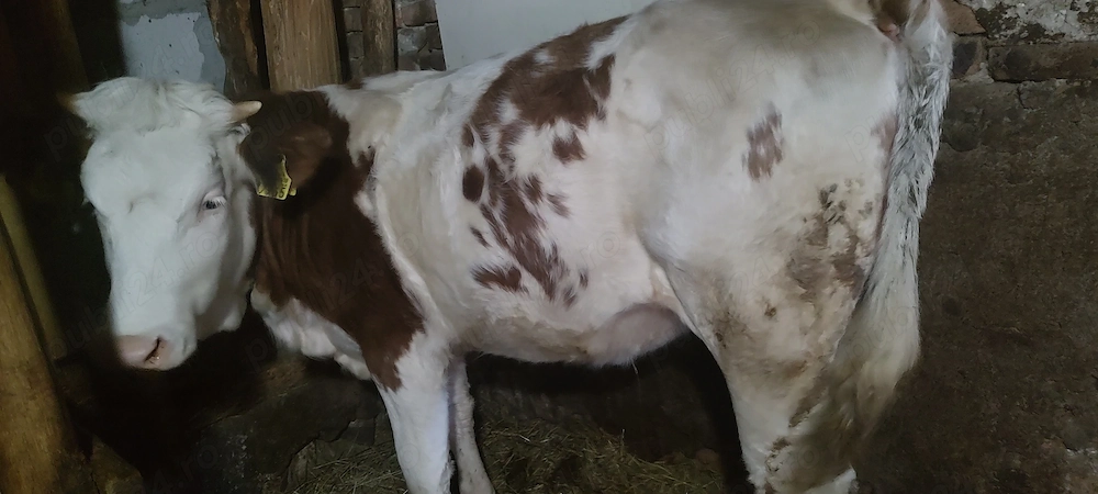 Vând vițea, juninca.