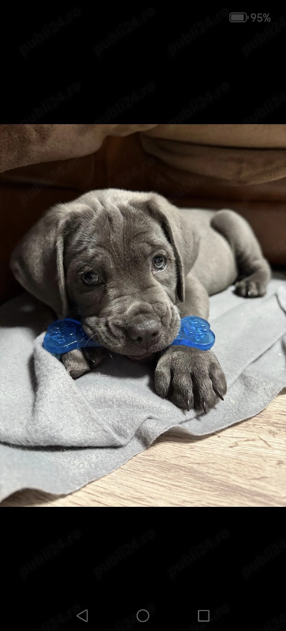 cane corso Achr fci top