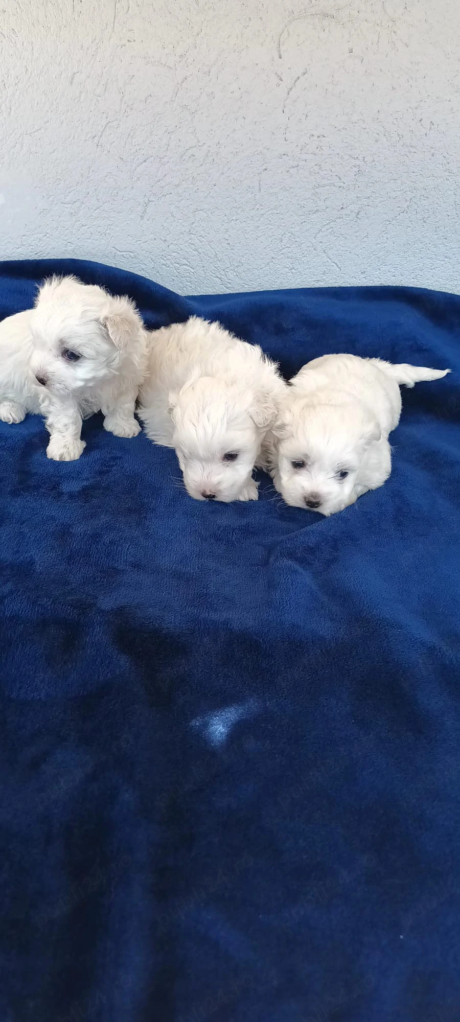 De vânzare bisoni maltezi fetite