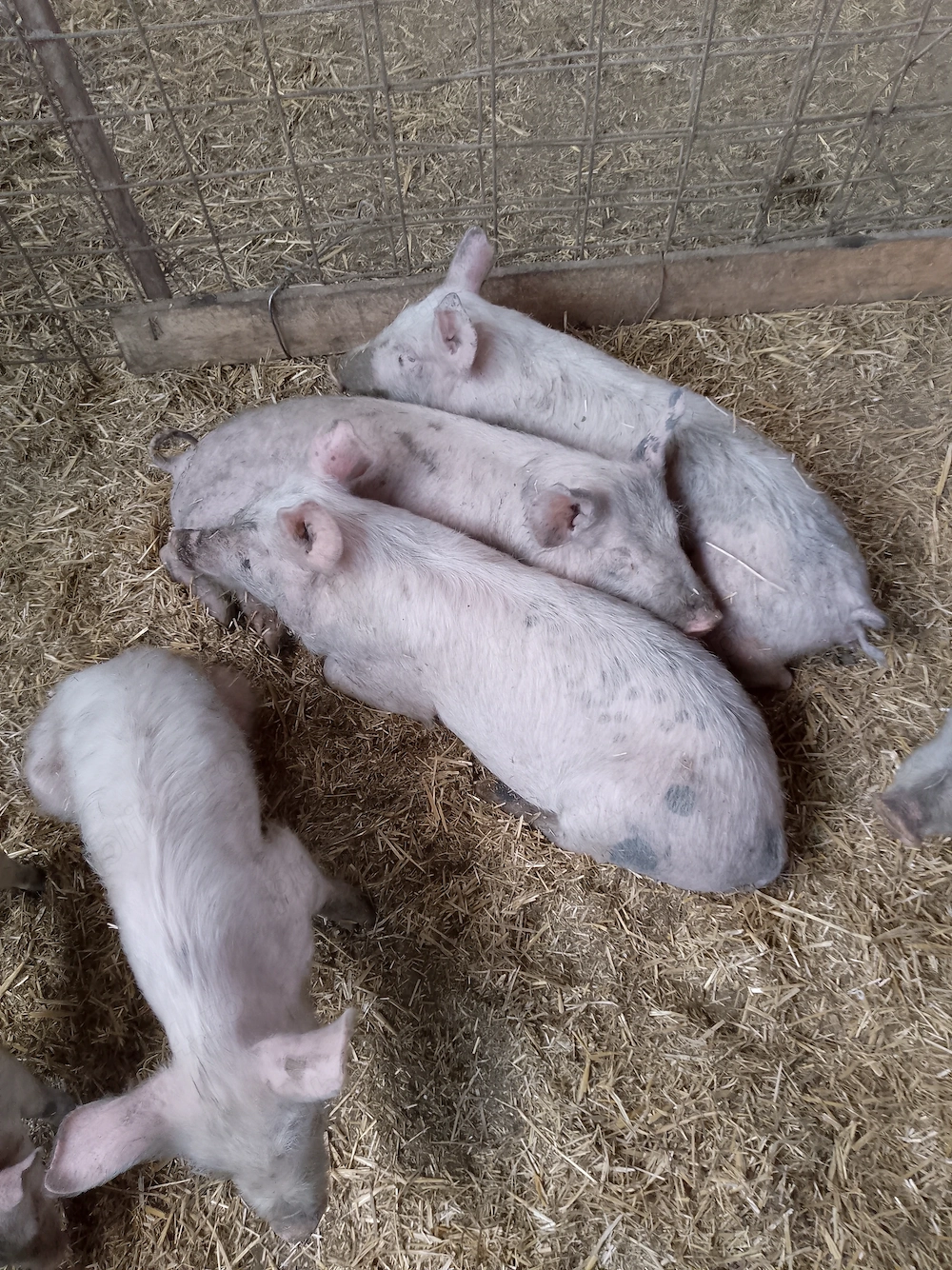 Vînd scrofițe 25-35 kg