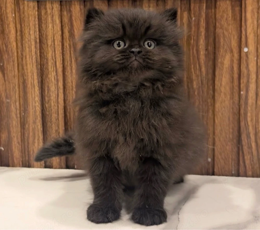 British Longhair 