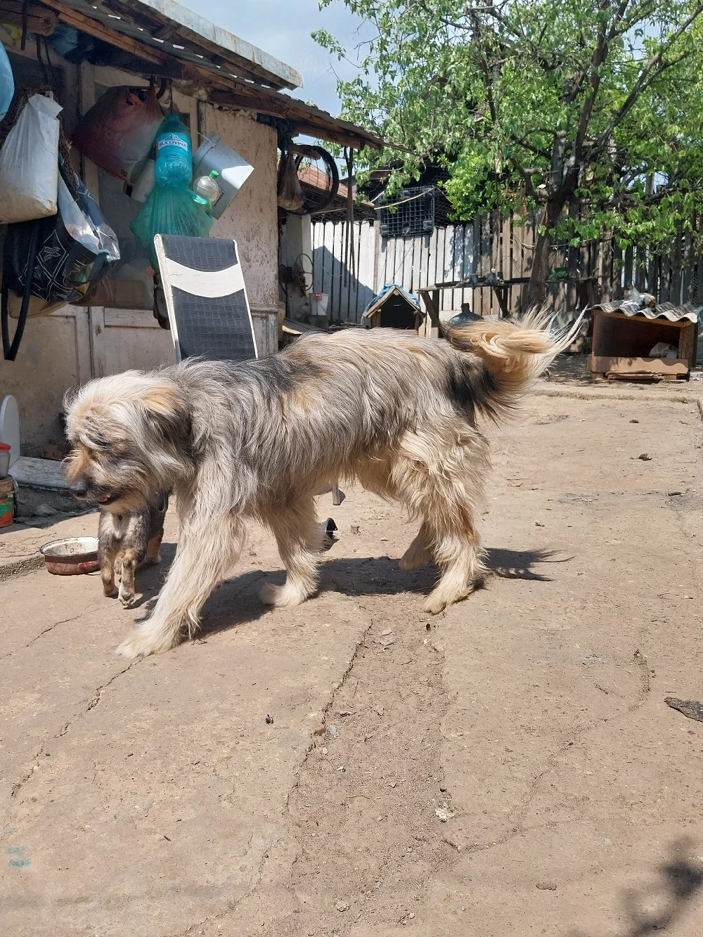 vând caine ciobănesc barac