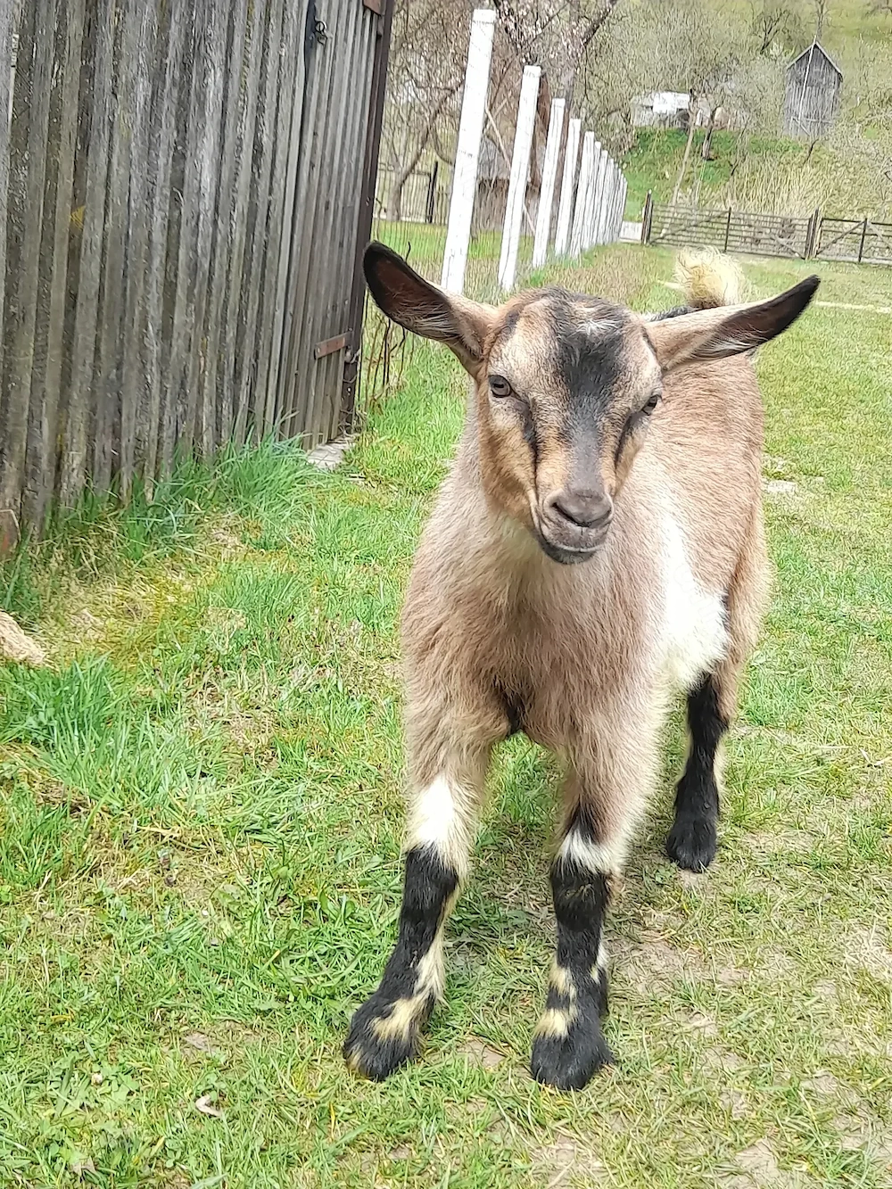  Vând 2 iezi (țăpișori)