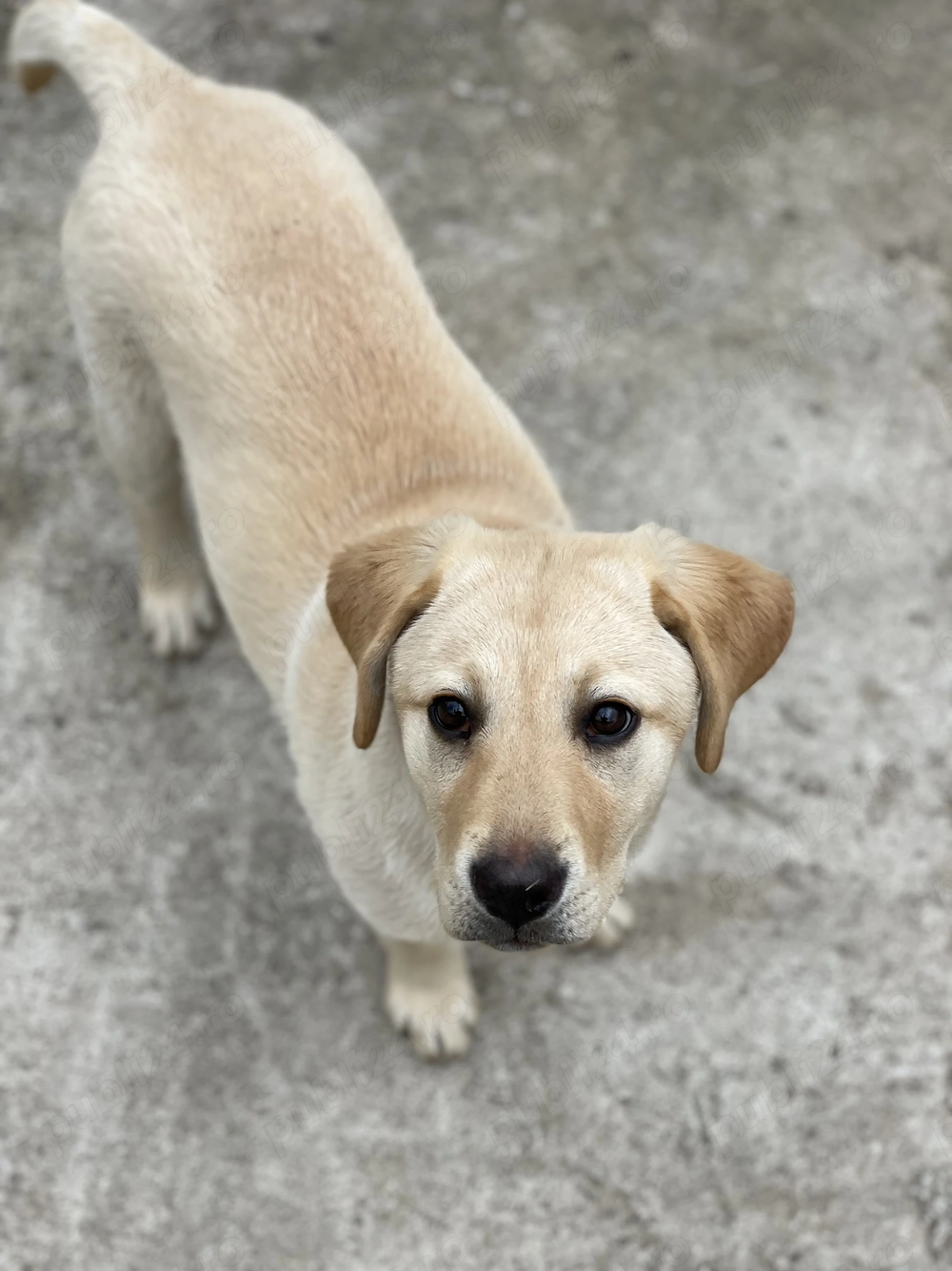 Vând femelă labrador 