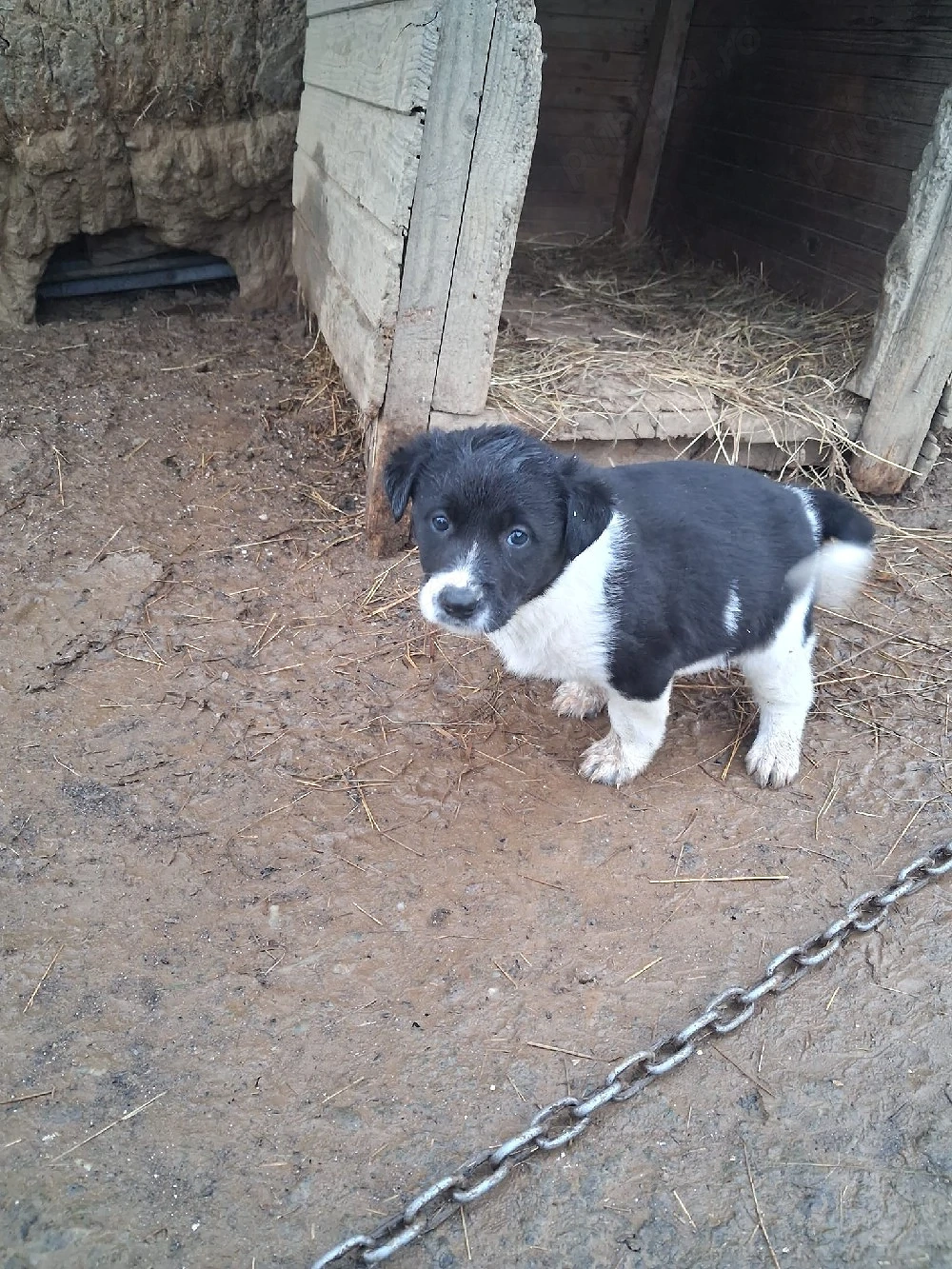 Donez pui de câine femelă și mascul