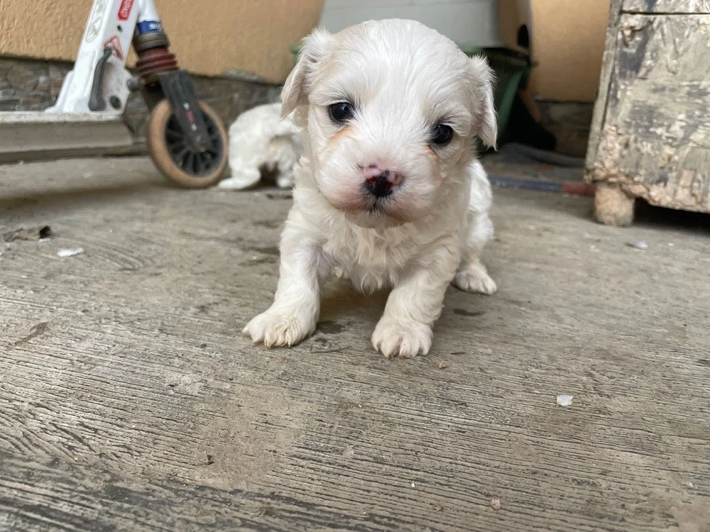 disponibil o fetita bichon toymalteze