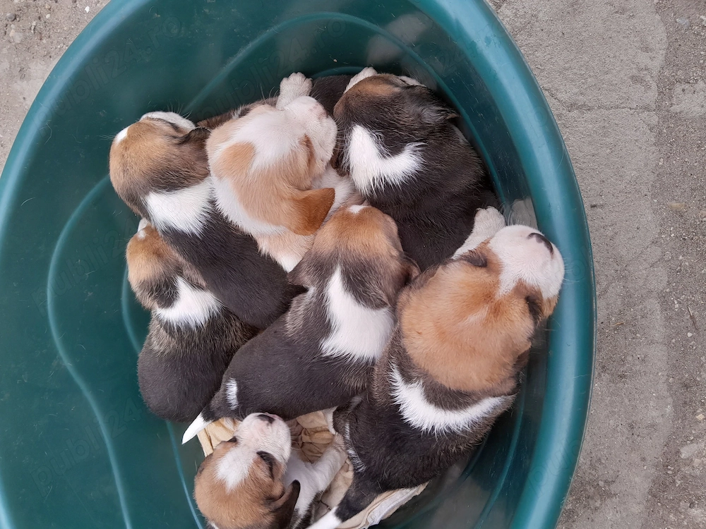 Căței beagle 4 fetite și 4 baieti