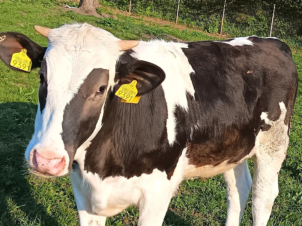 vând 2 vitele de 10 luni 