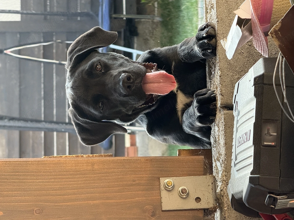 Donez metis Cane corso