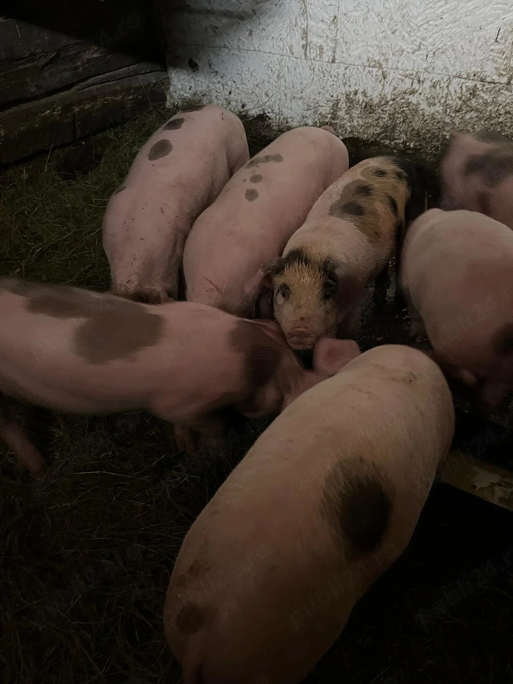 Purcei de vanzare de 8 săptămâni 