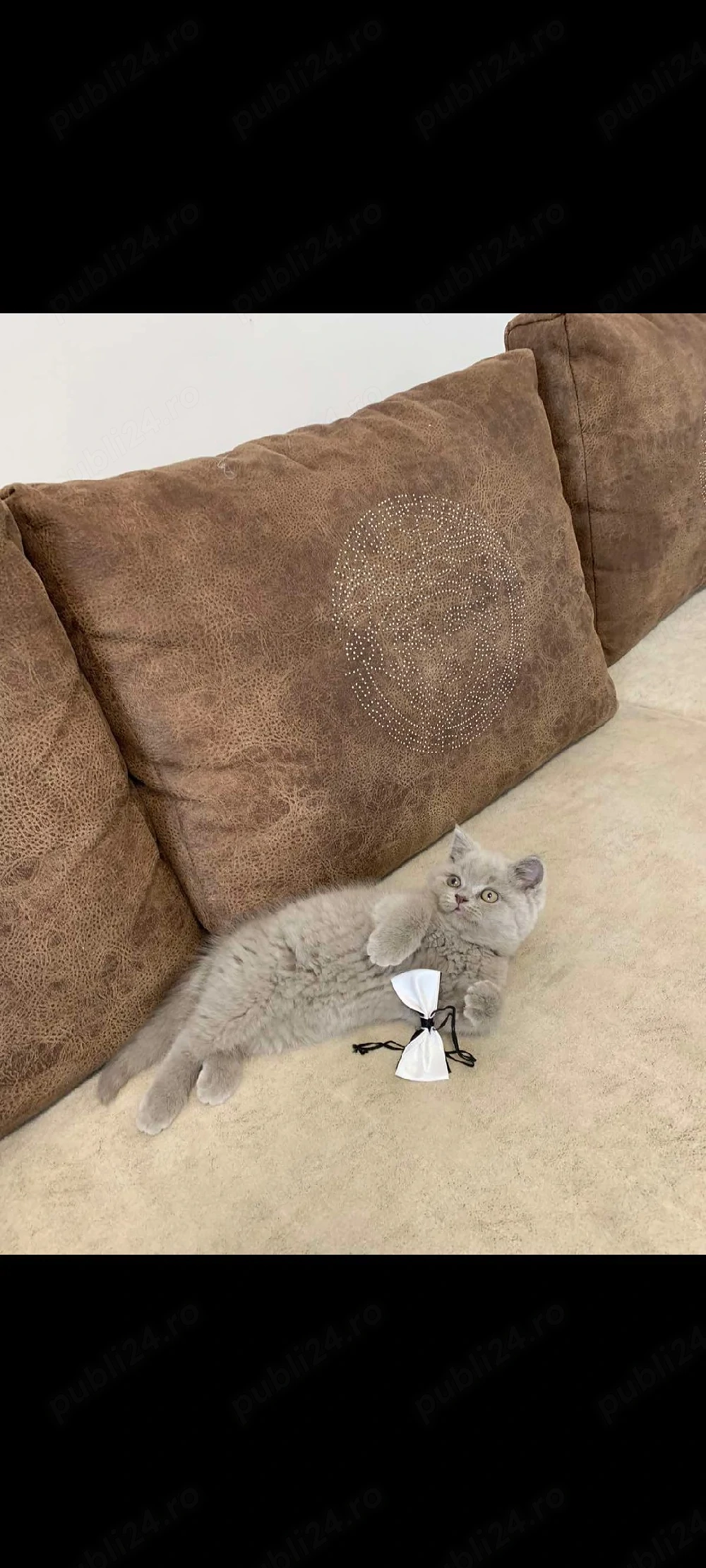 lila !!! asiguram transport 