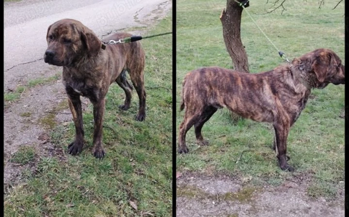 Adopție foarte cuminte 