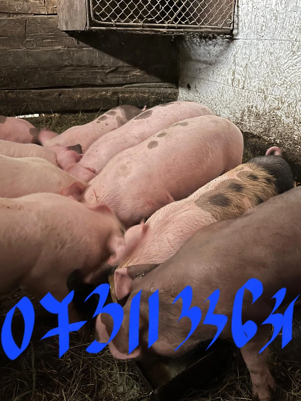 Purcei de 9 săptămâni