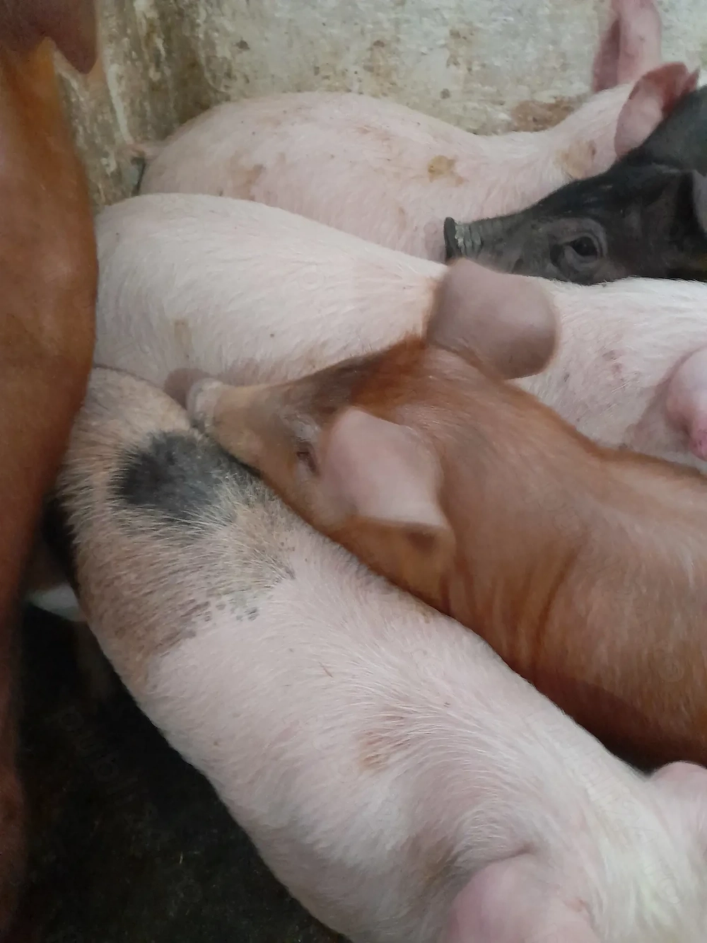 soldanei 3 luni jumate 380 lei