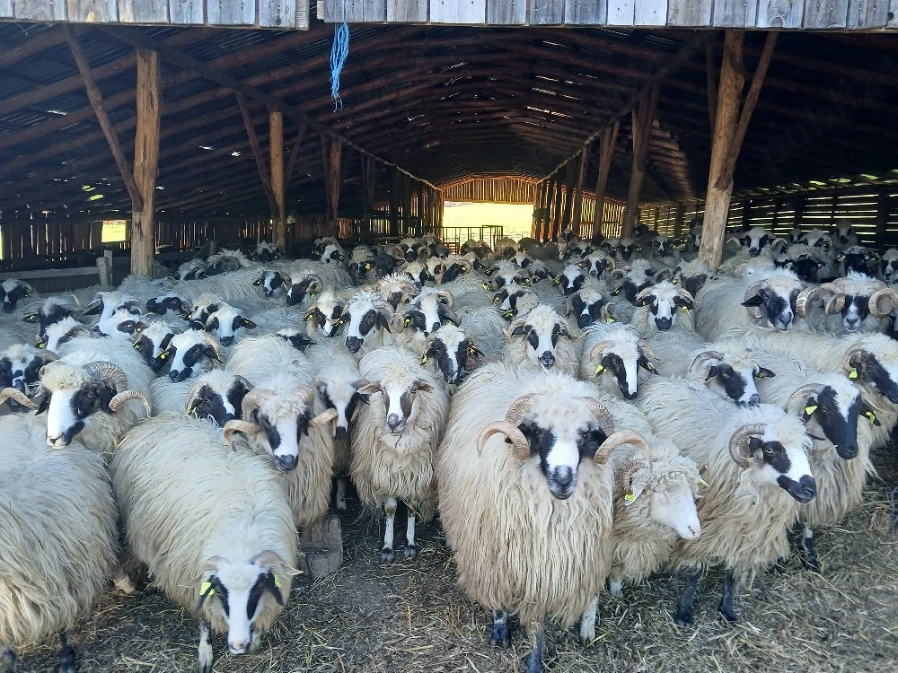 de vânzare oi breze 