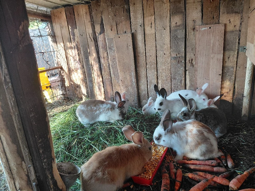 vand iepurasii micii