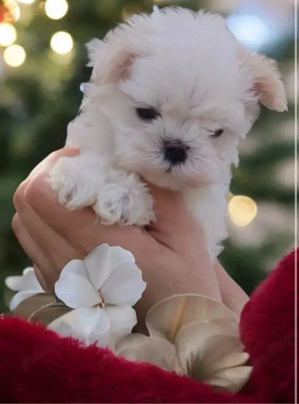 bichon isi cauta o familie iubitoare 
