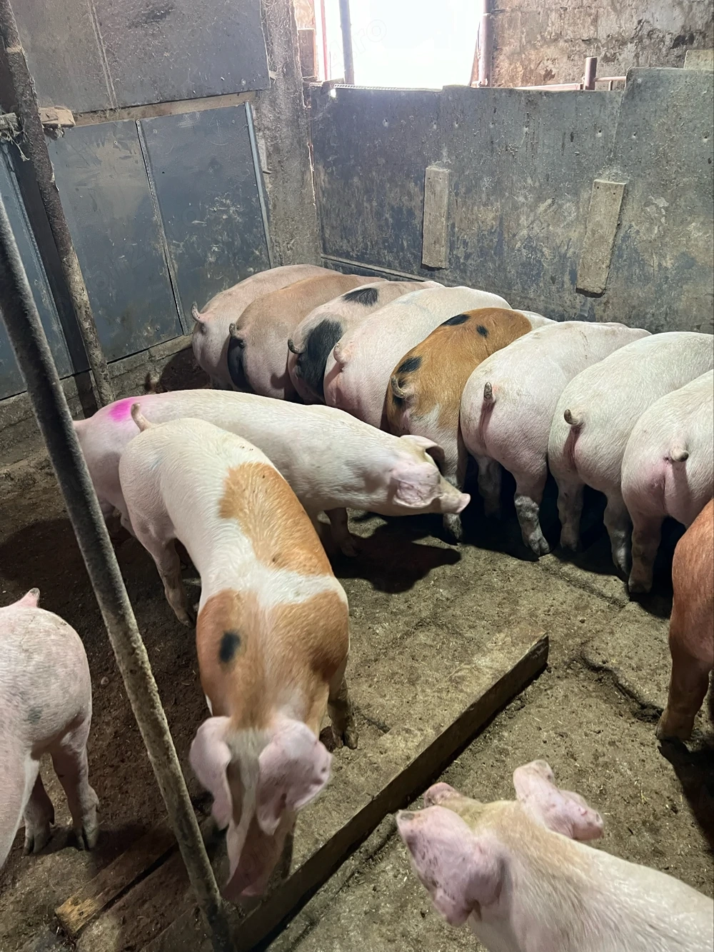 purcei de vanzare 50-100 kg 