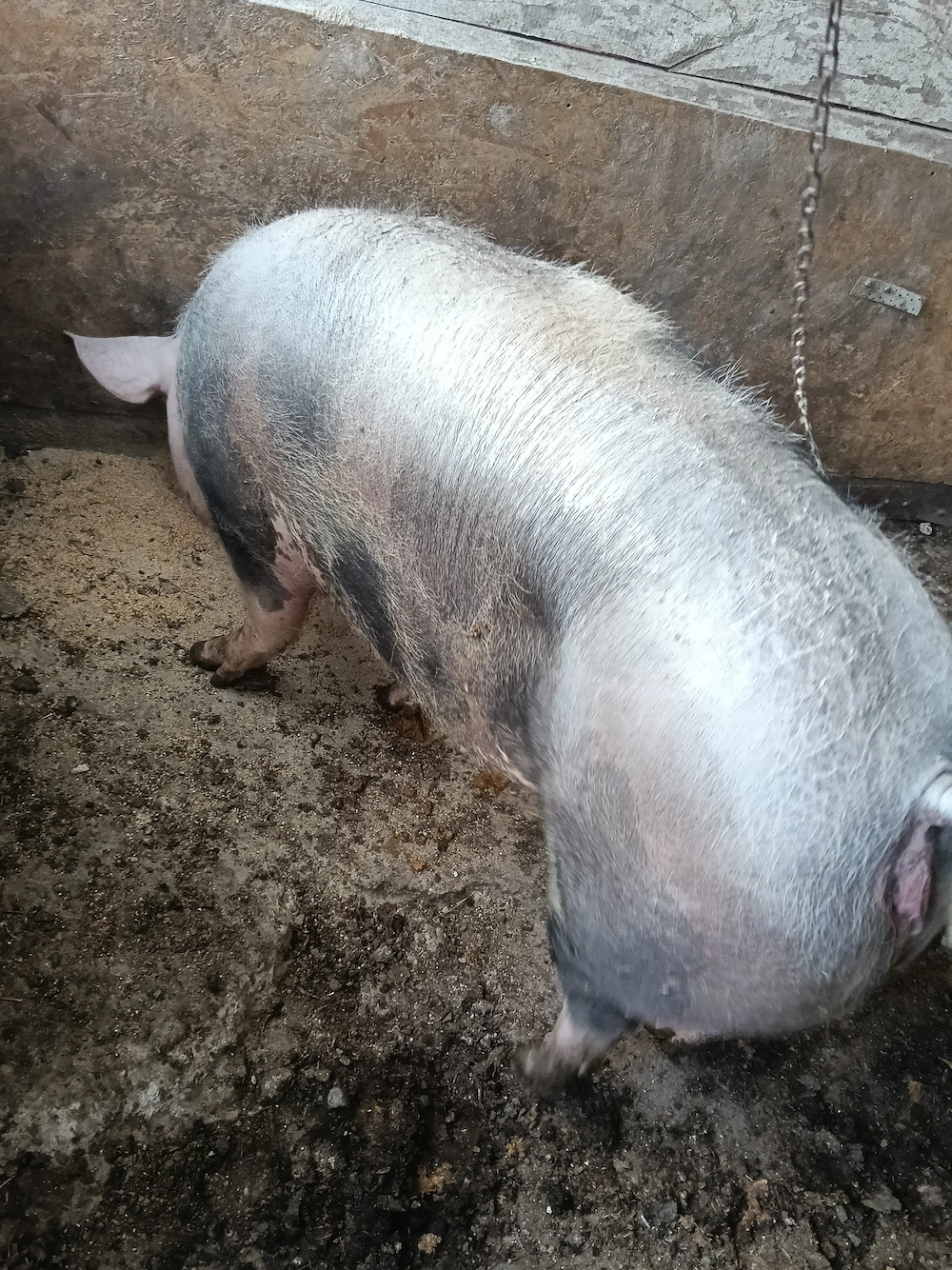 Vând scroafă pietran pur