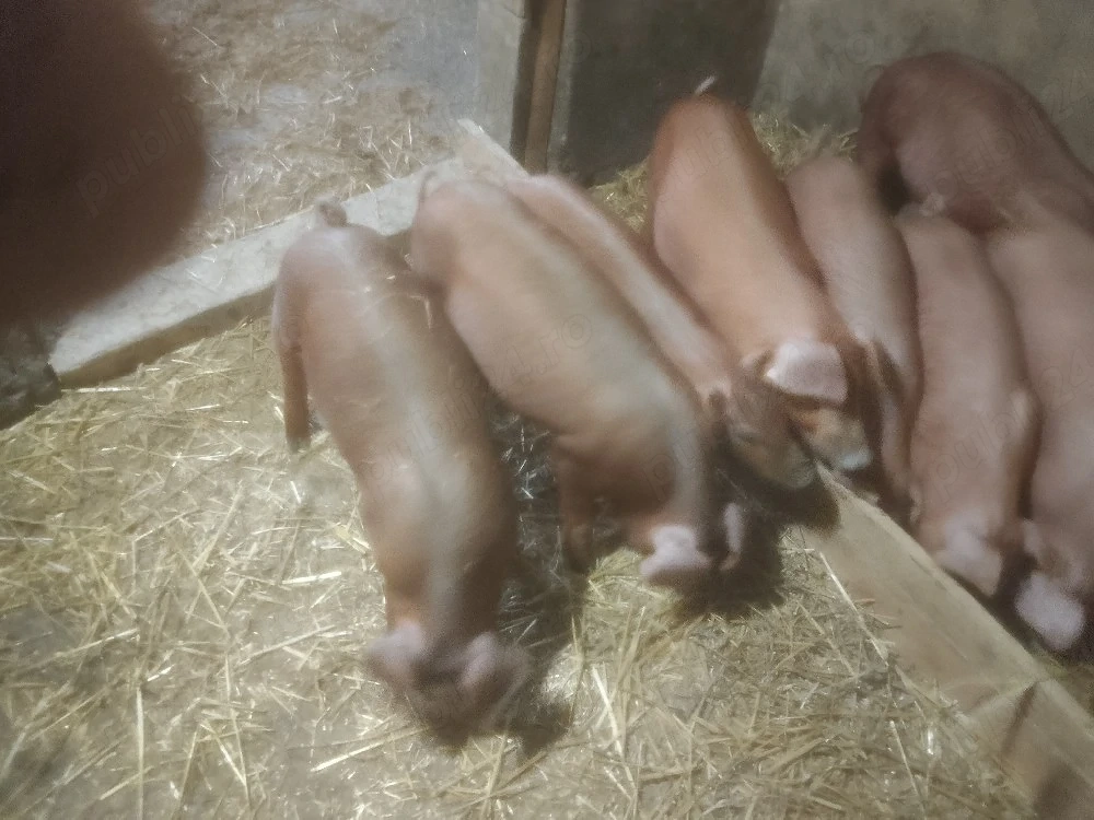 vînd purcei 11 săptămîni