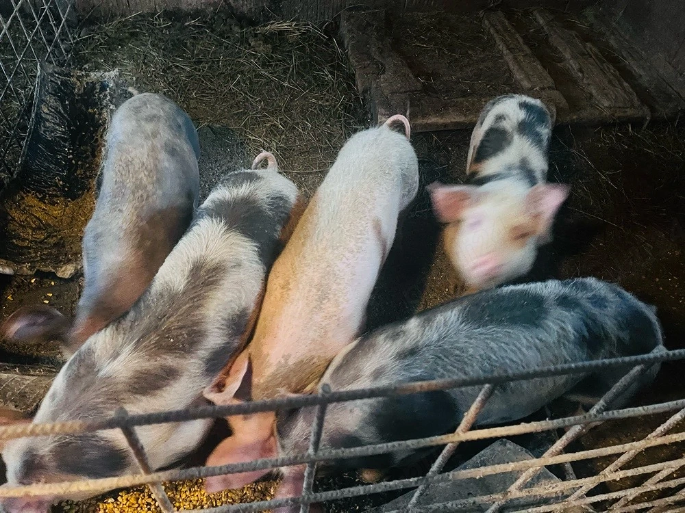 Vand porci pietrain 